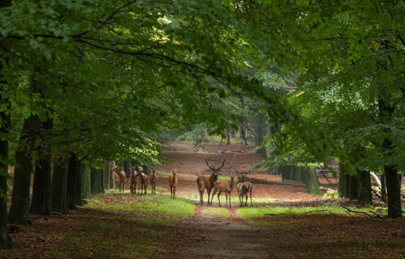 Luxe In Stadsvilla, Gratis Parkeren! Bed & Breakfast Apeldoorn